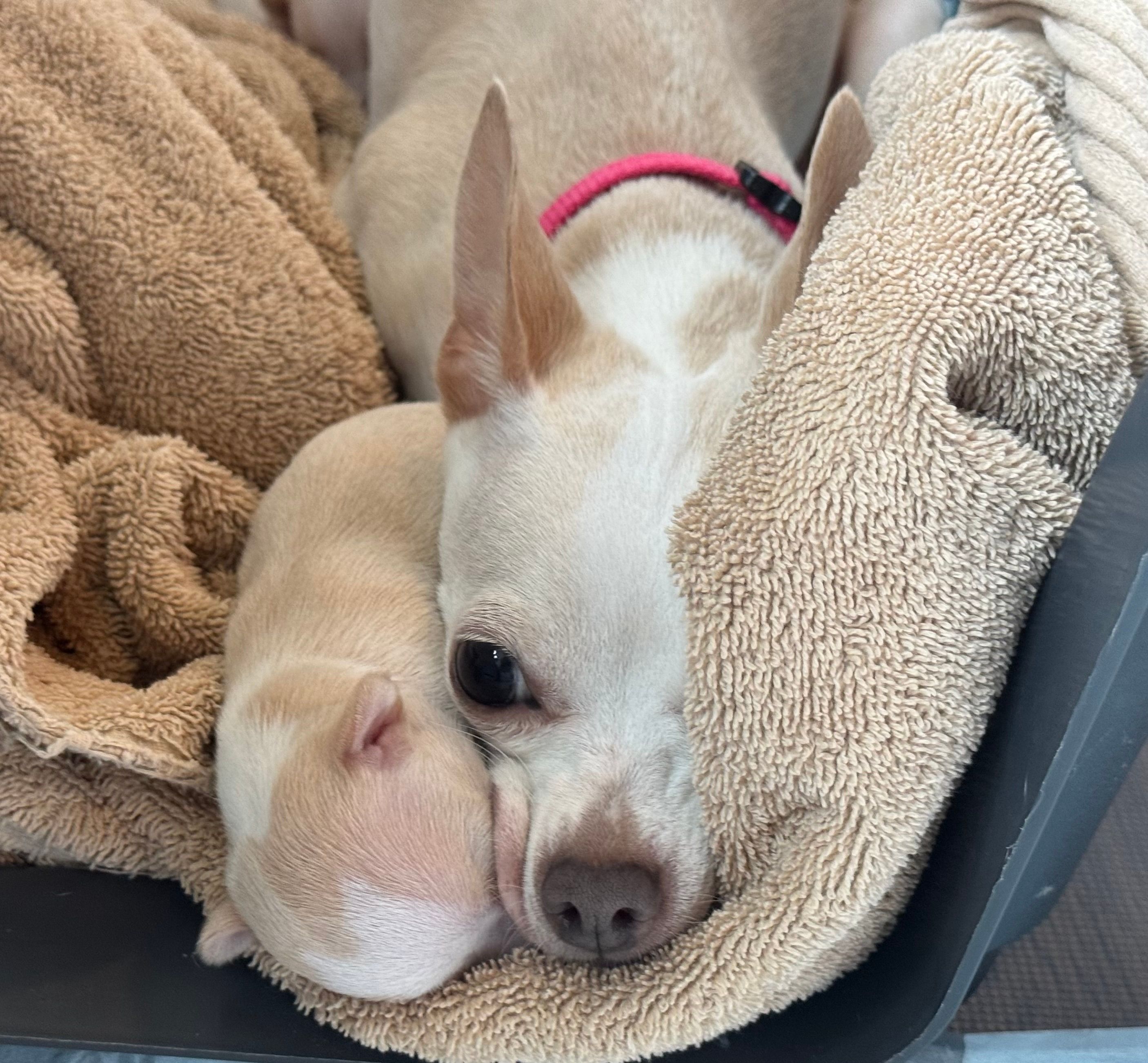 Peach resting in her whelping box with one tiny pup nestled against her face