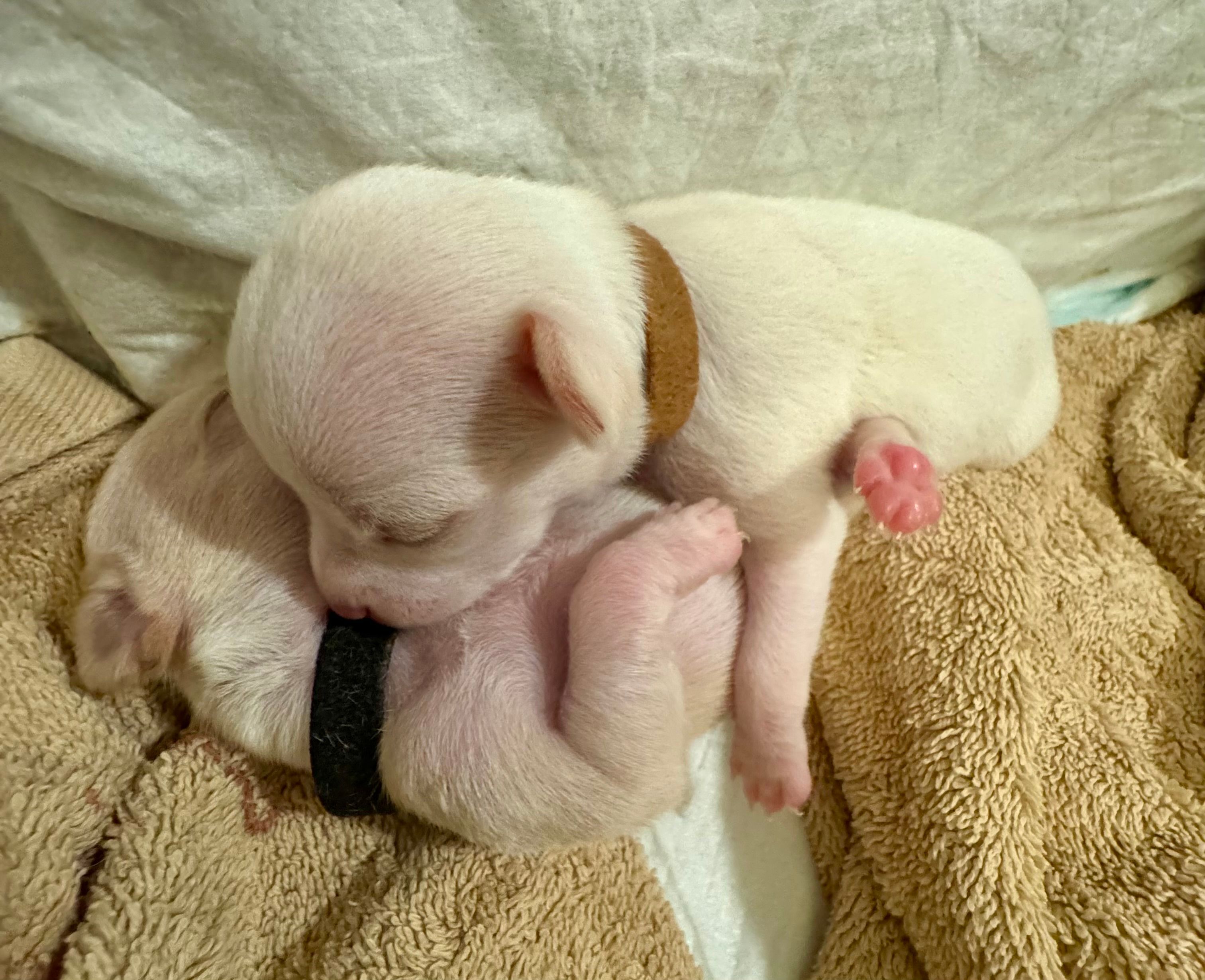 Two pups curled together on a tan towel, one wearing a brown collar, one wearing a black one