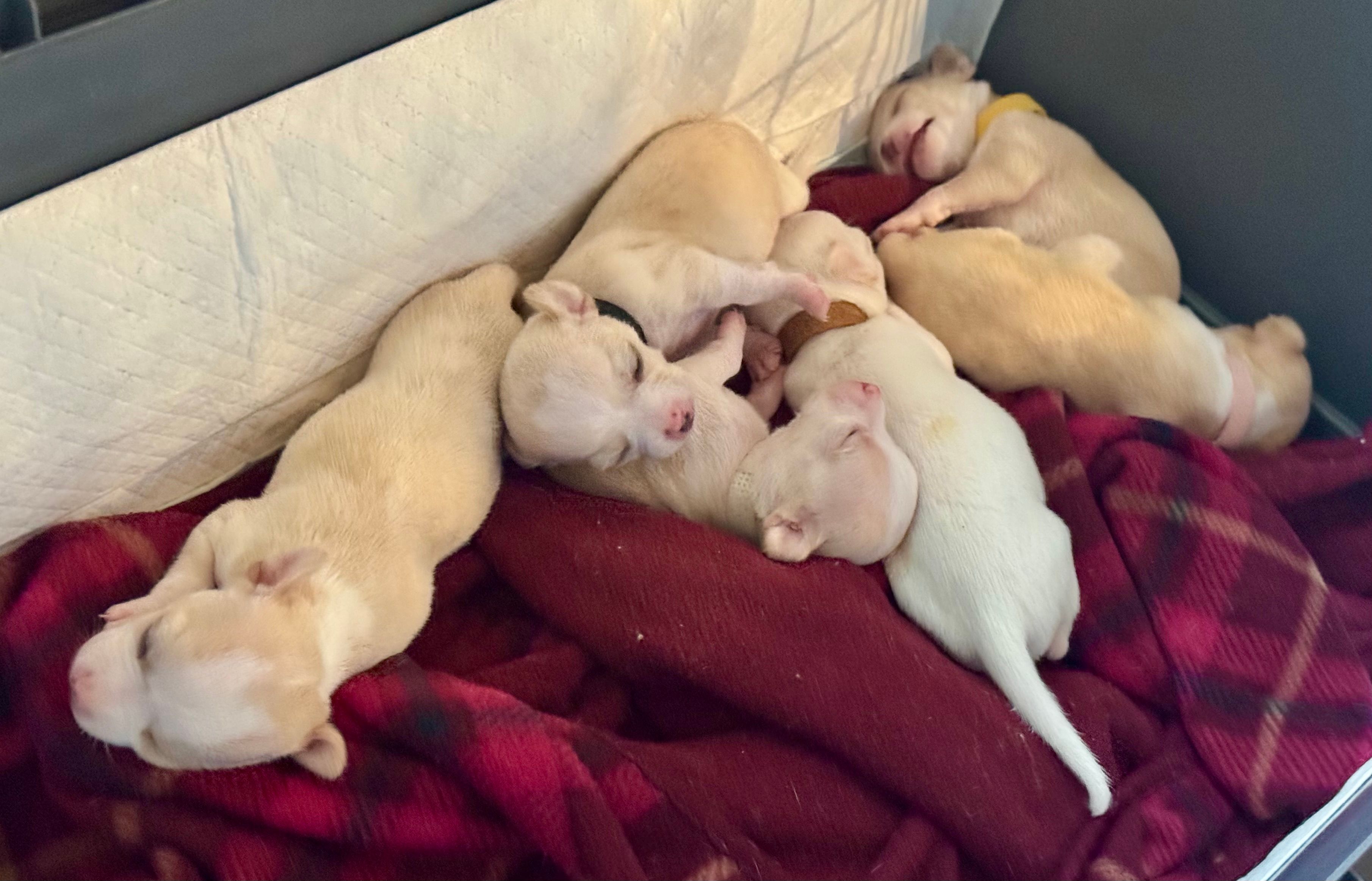 Six chihuahua pups sprawled across a red plaid blanket, all sound asleep