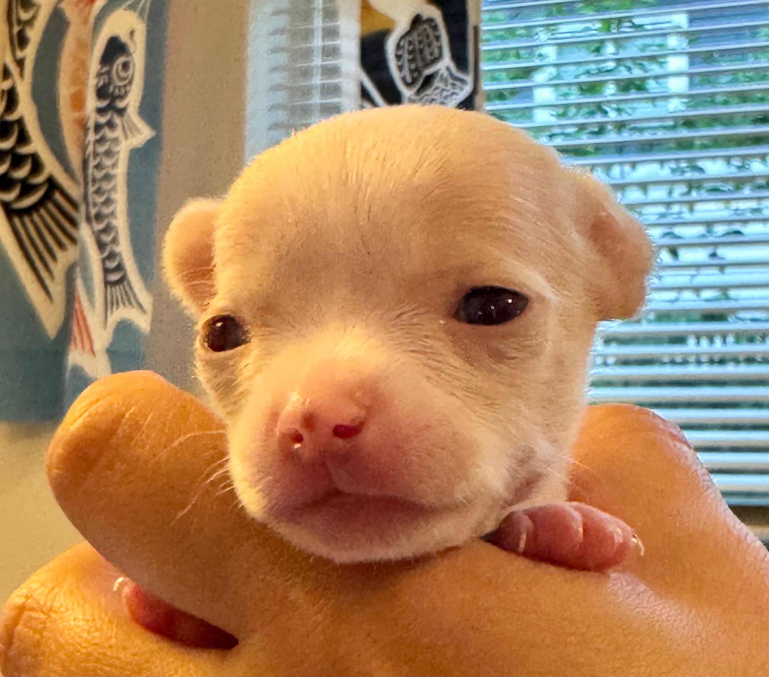 Close-up of Miss White, eyes wide open, cradled in a hand