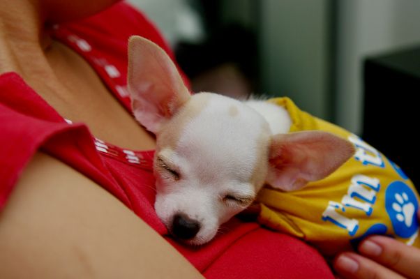 Pixel as a tiny puppy