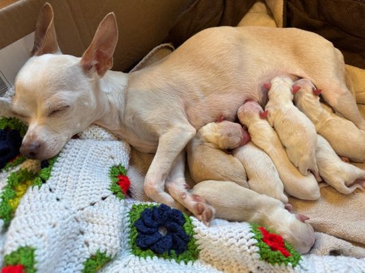 New puppies have arrived!