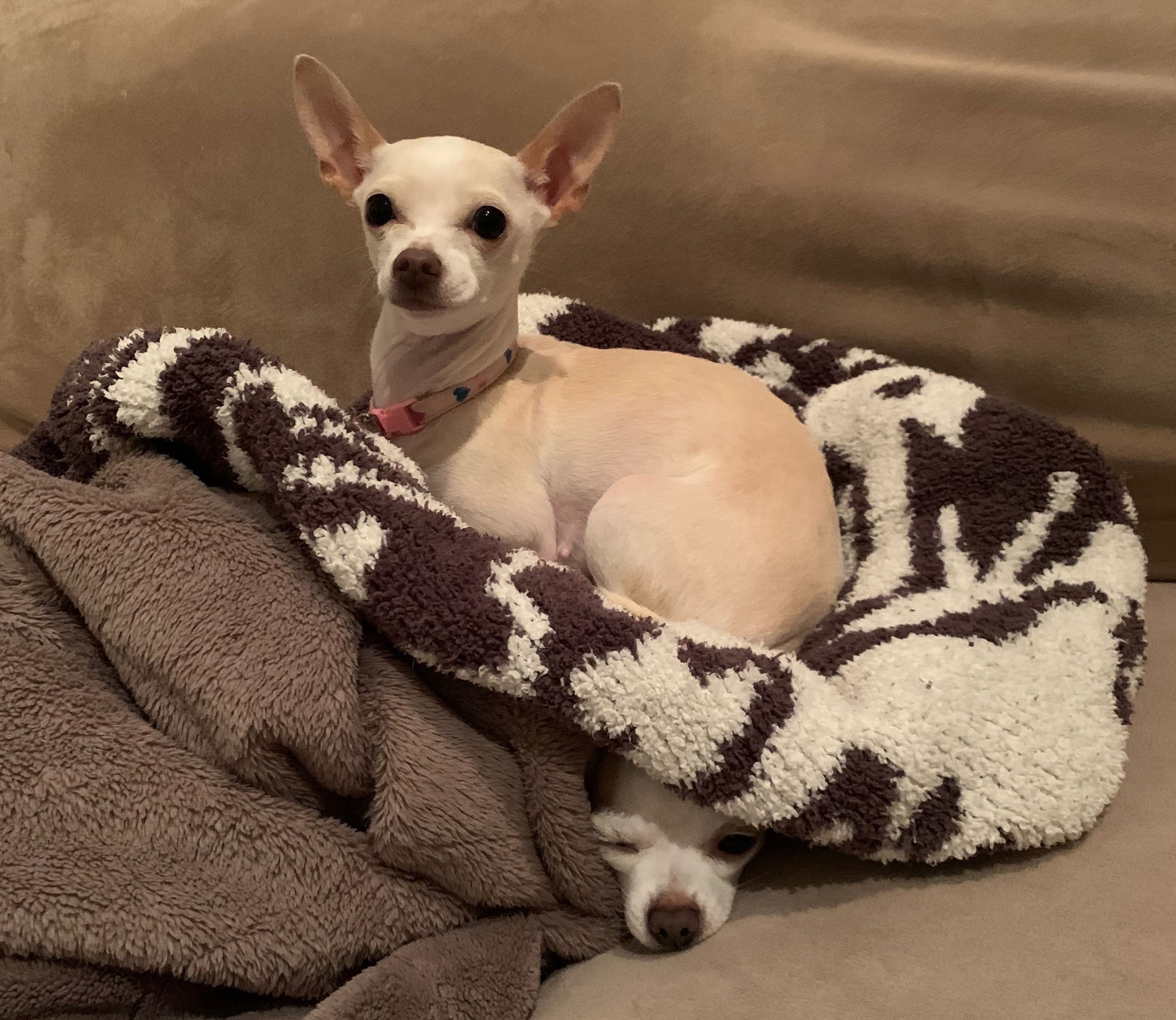 Peach sitting on Pixel's head