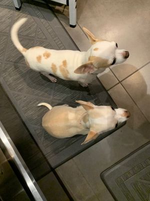 Pixel and Peach together