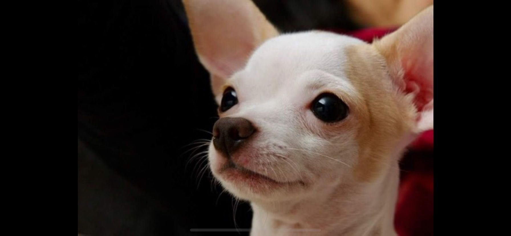 Pixel the chihuahua