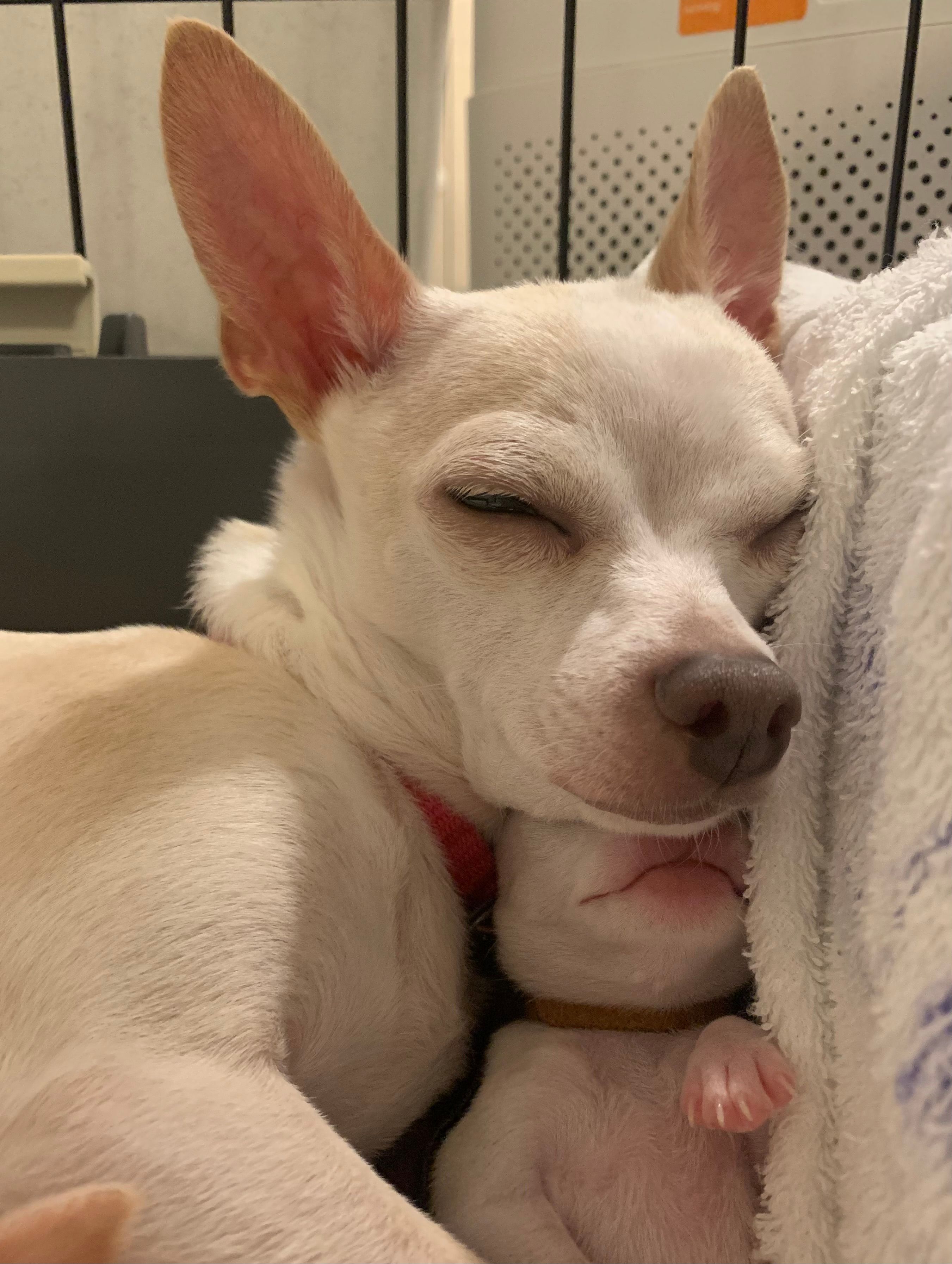 Peach napping with her chin on a towel