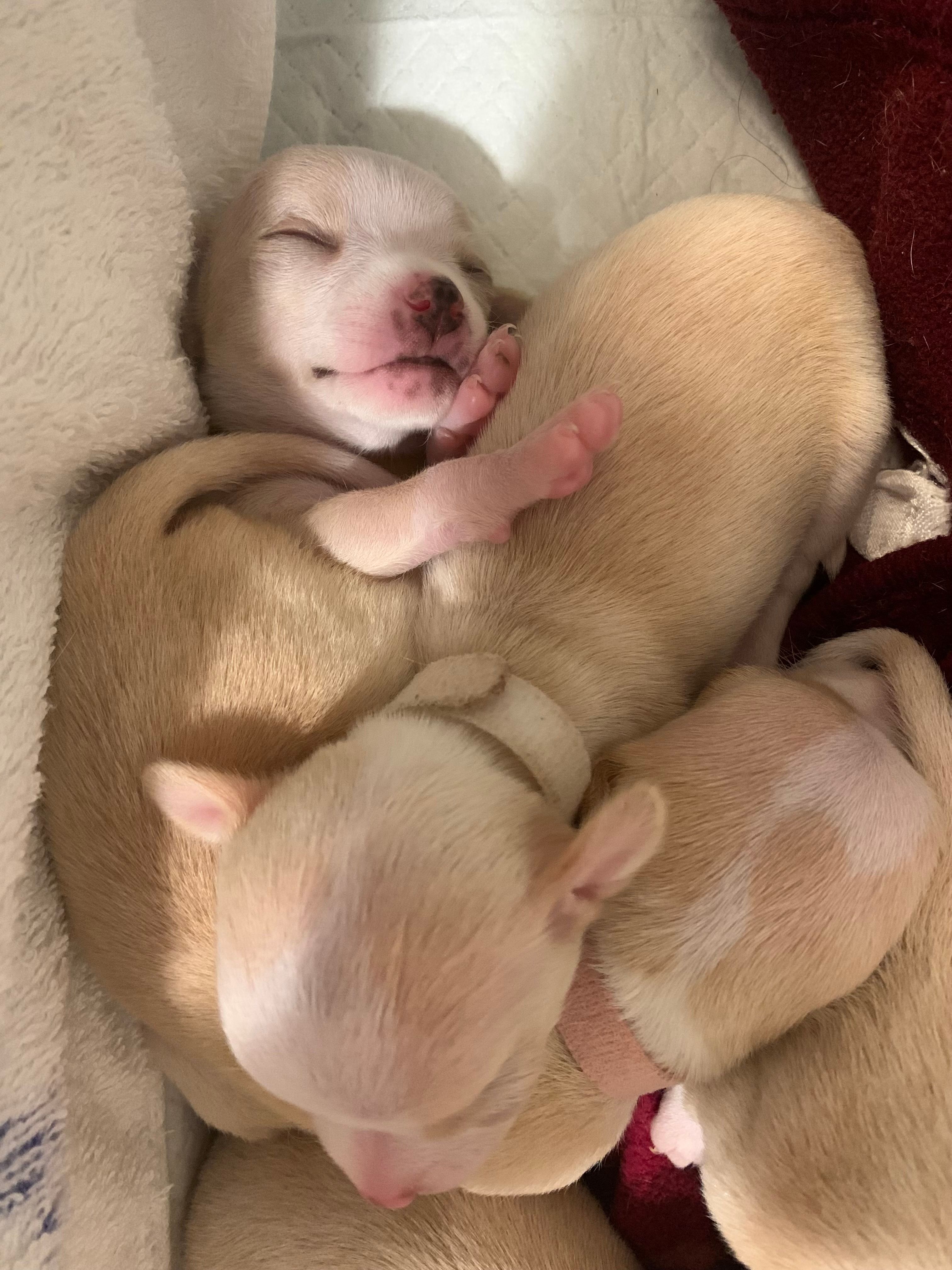 Three pups curled up together, one mid-yawn