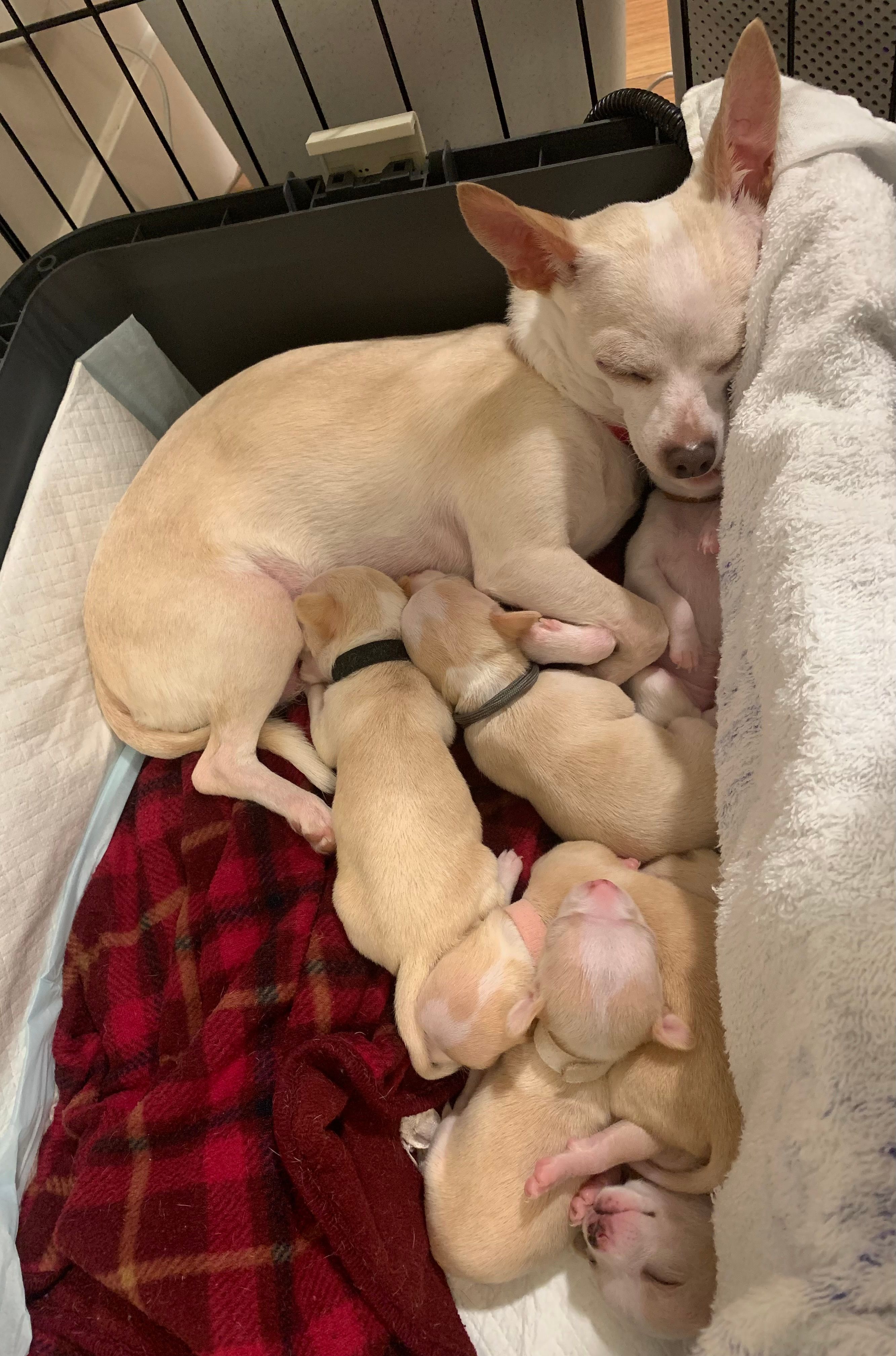 Peach in the crate with her pups piled around her