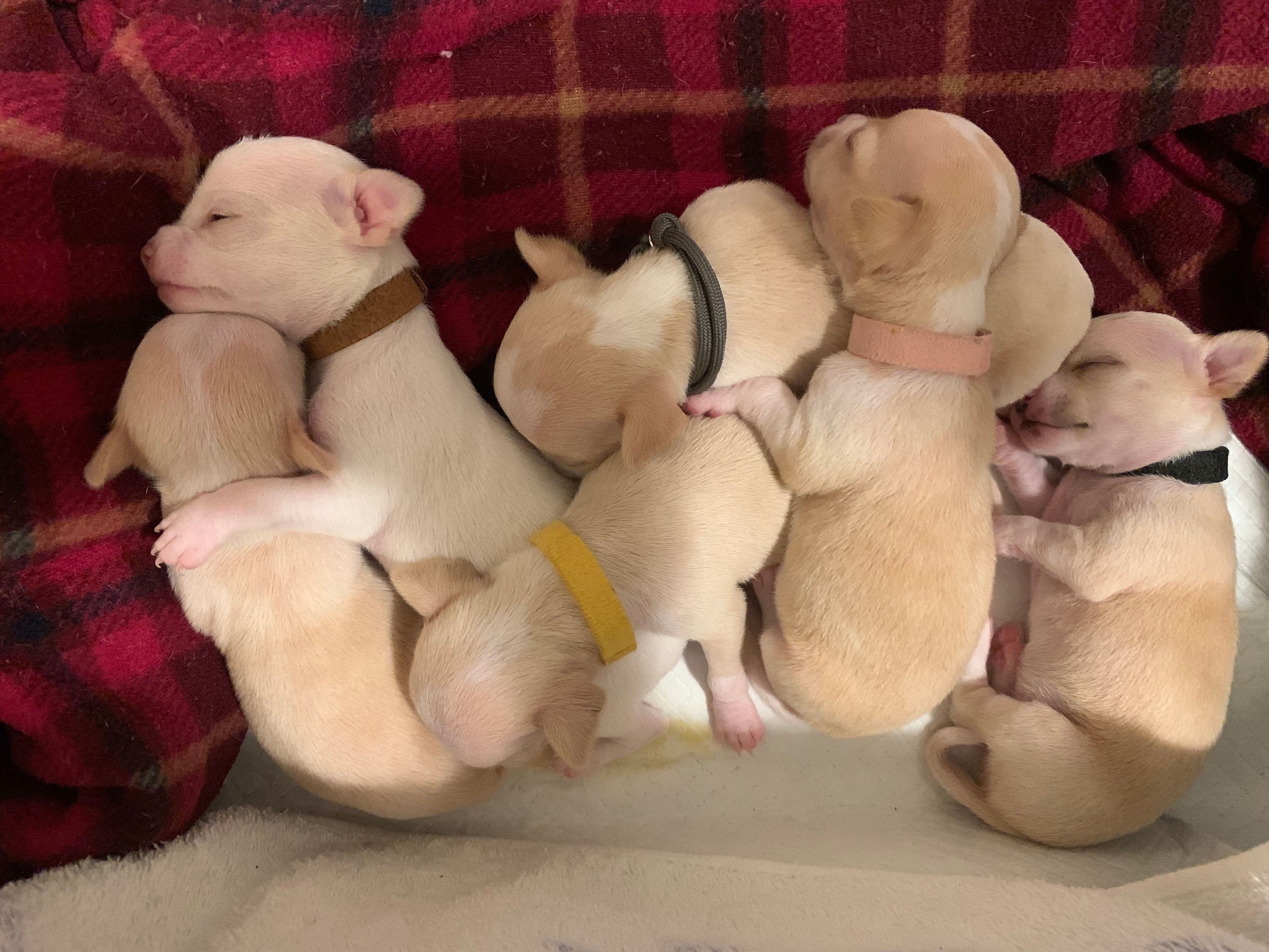 Four pups in a row, collars showing — brown, yellow, pink, black
