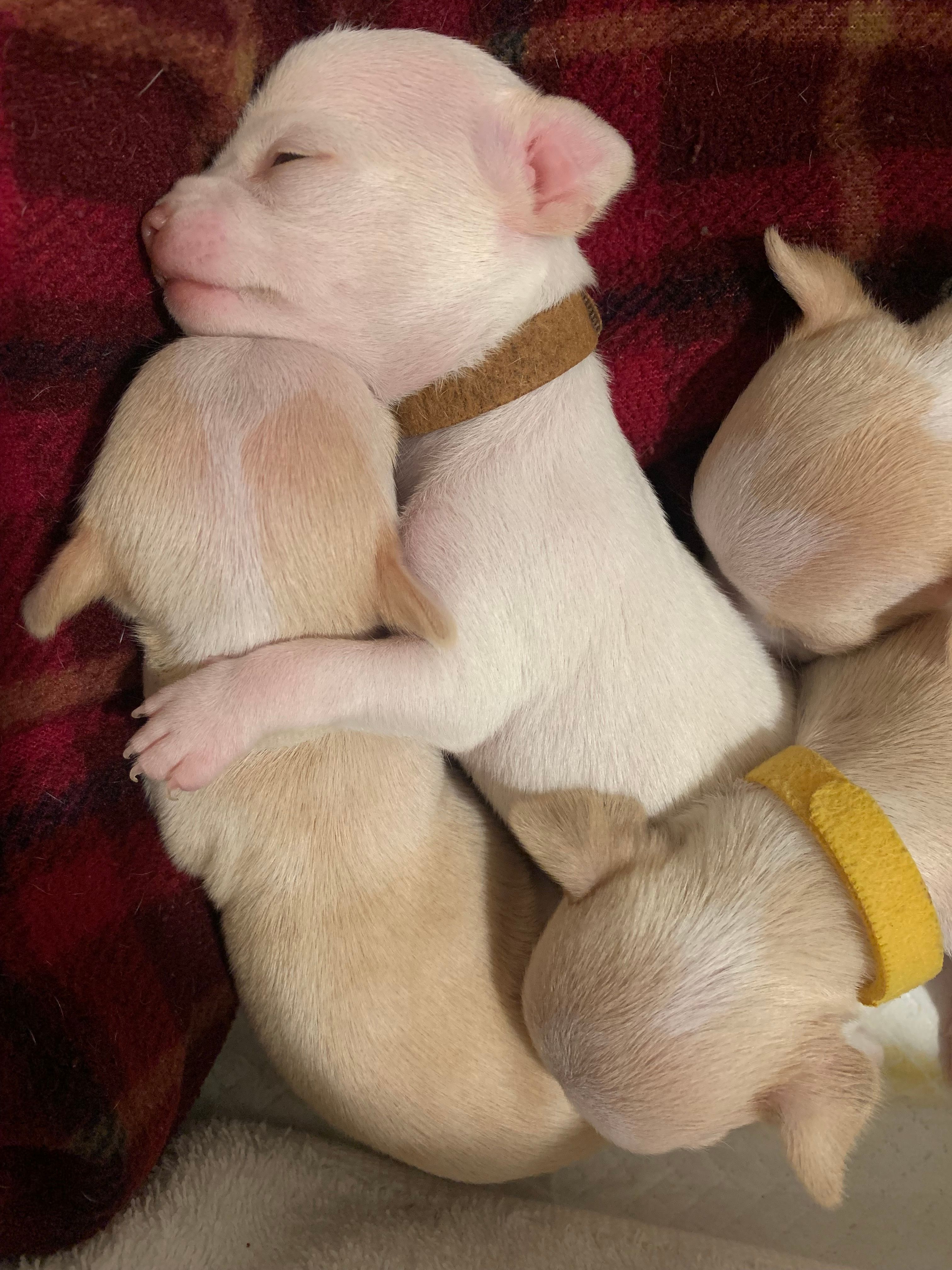 Brown-collar and yellow-collar pups snuggled together