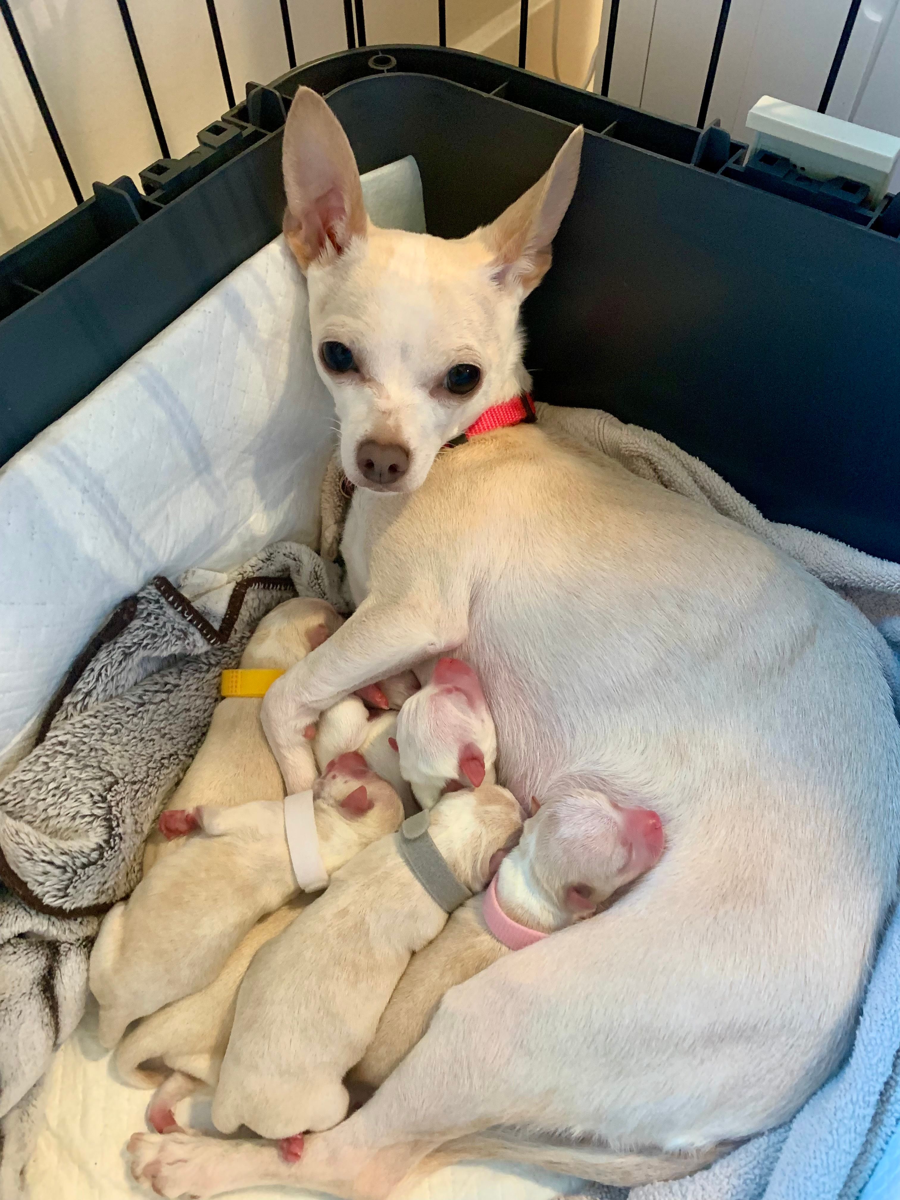 Peach curled around her six newborn pups, all nursing