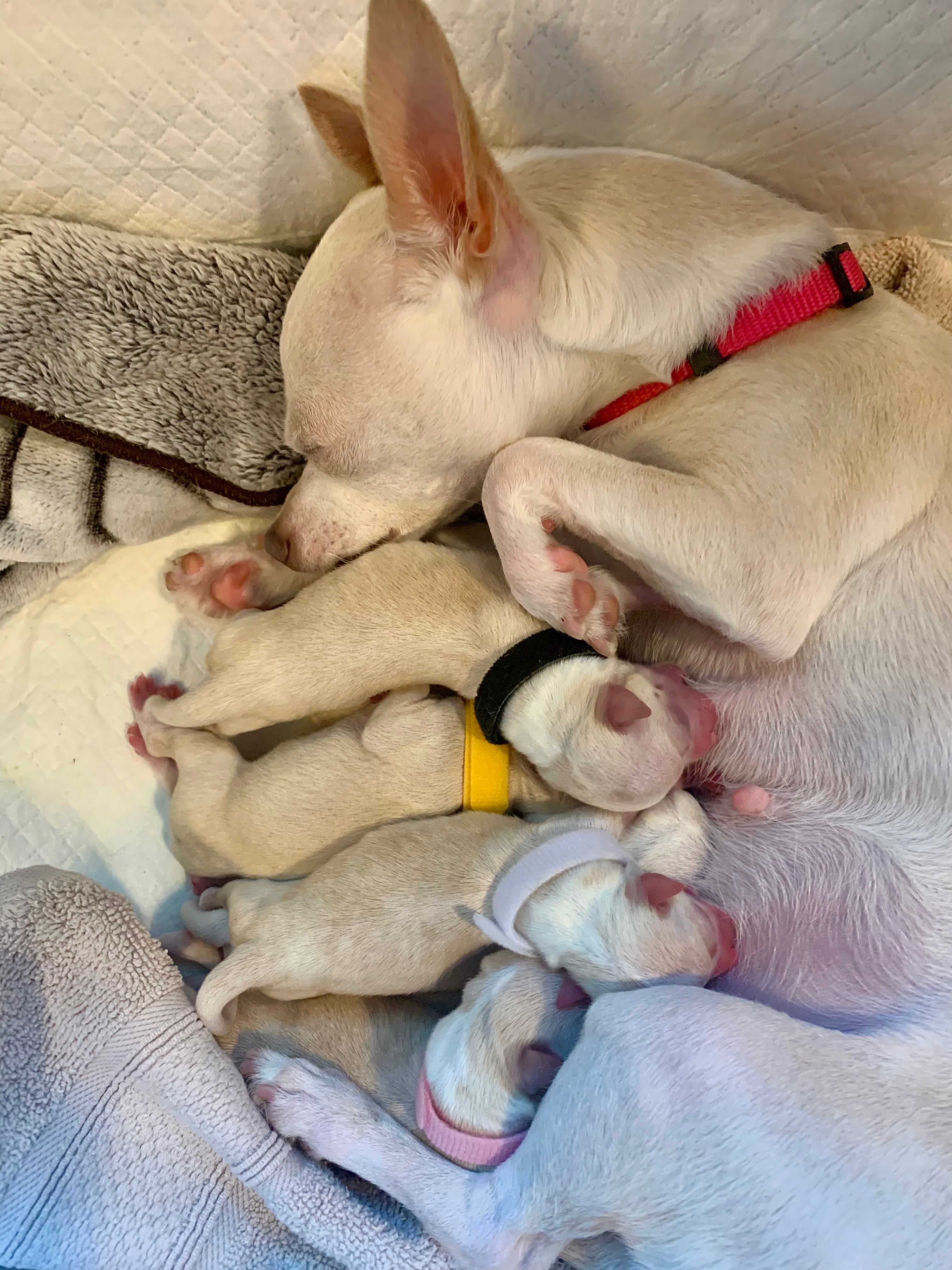 Peach curled around her six newborn pups, all nursing