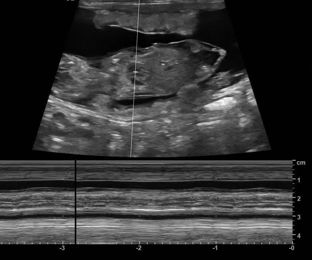 M-mode ultrasound showing a puppy heartbeat trace